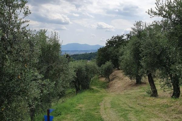 Weg Nr. 2 – Pinetone