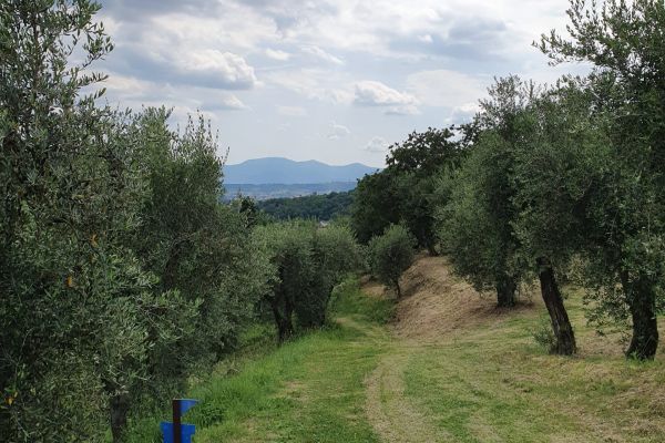 Terre ulivata
